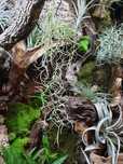 Tillandsia | várias espécies - Planta aérea - Terrário/Aquário