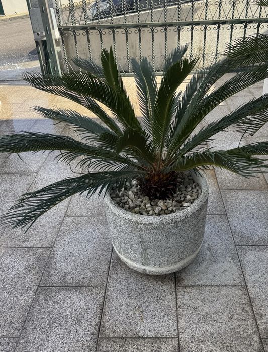 Vaso medio com planta Cica