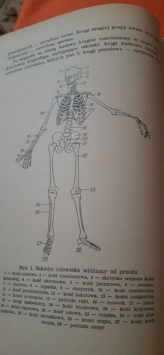 Zarys Anatomii Funkconalnej Człowieka  dla studentów biologii