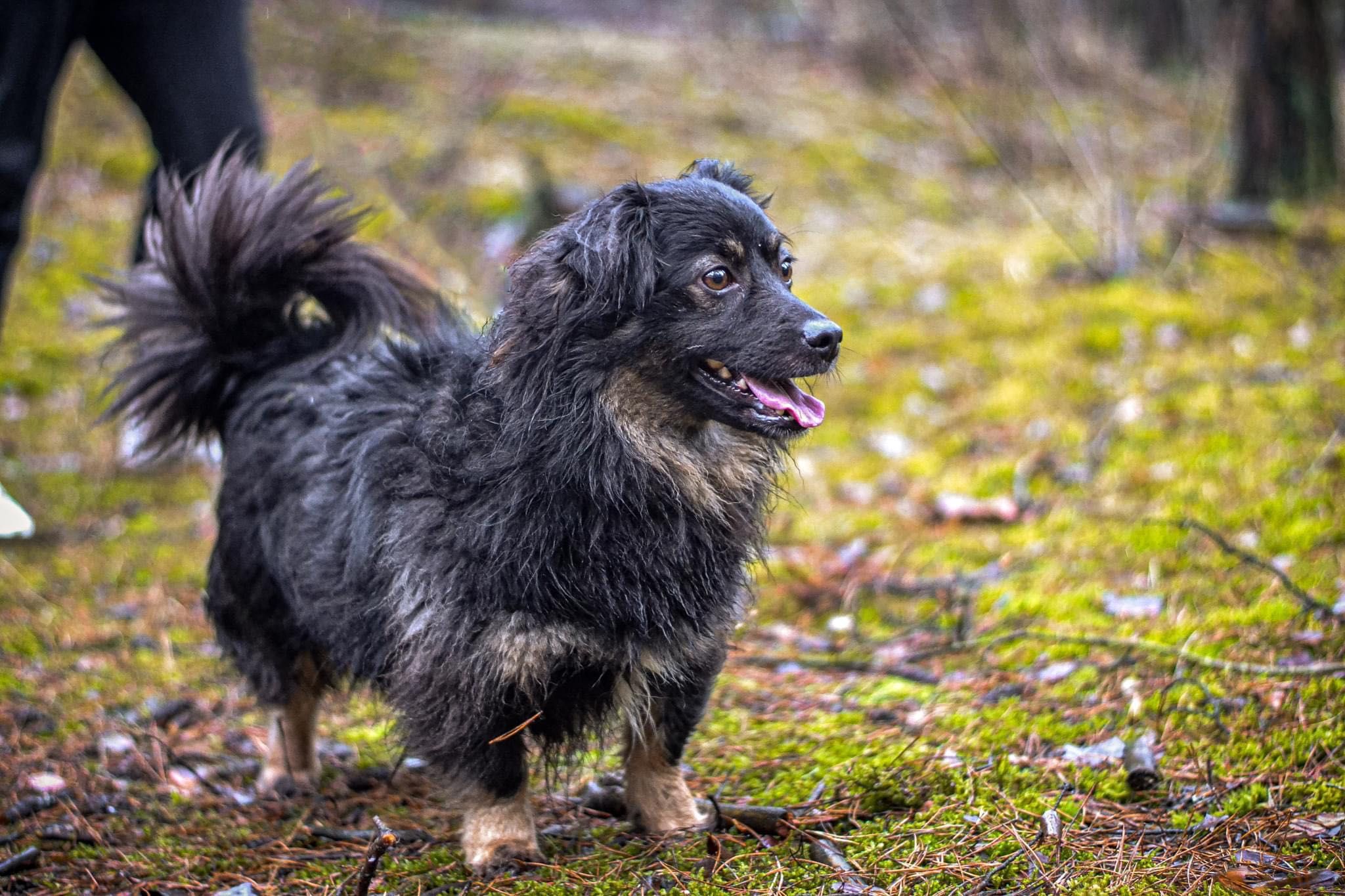 Młody uroczy słodki psiak do adopcji