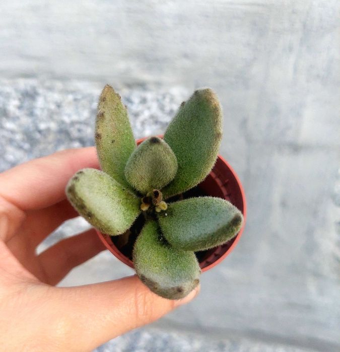 Suculentas 1€ cada