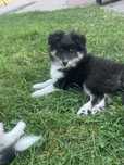 Owczarek szetlandzki sheltie-sunia