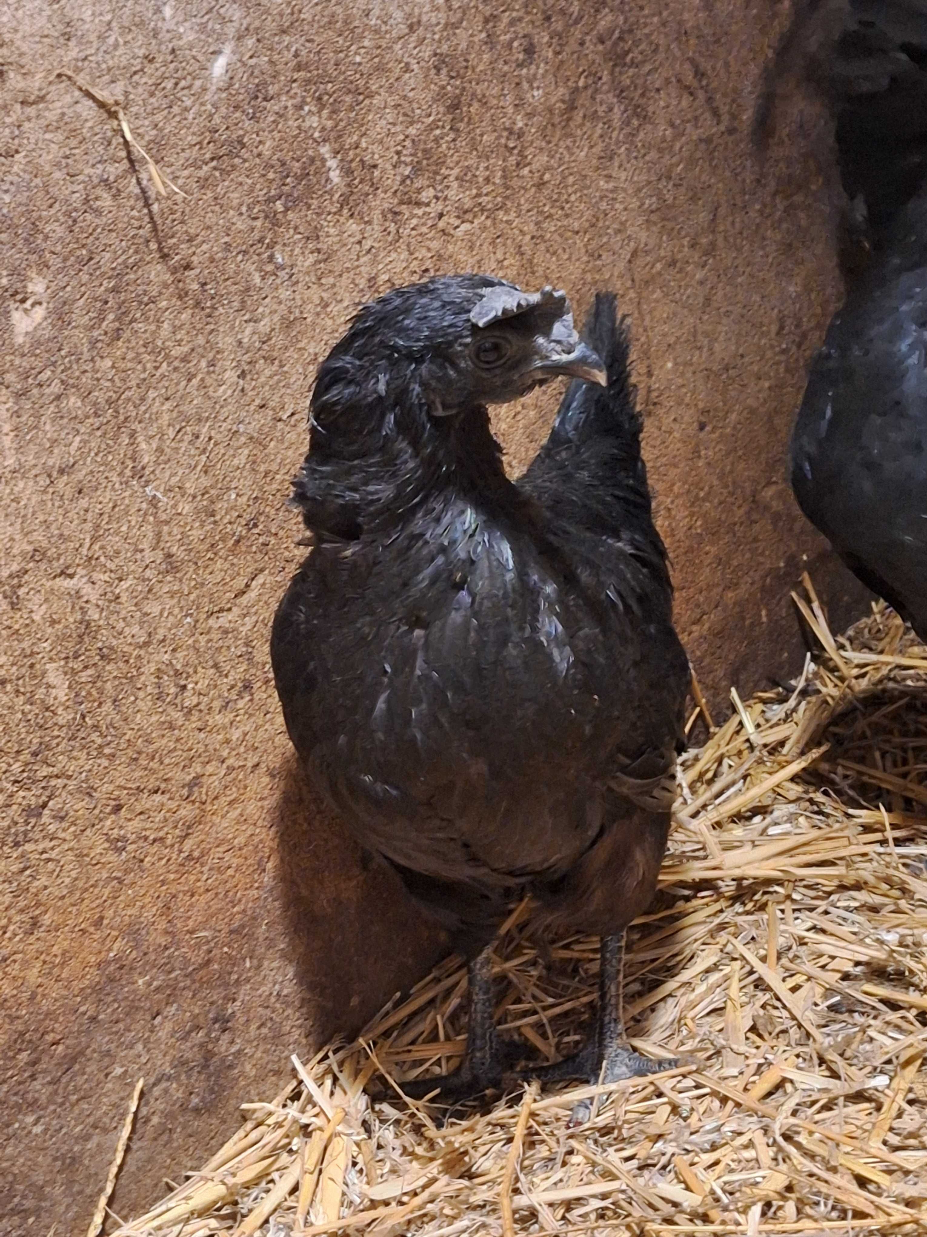 Ayam cemani czarne.  jaja  legowe