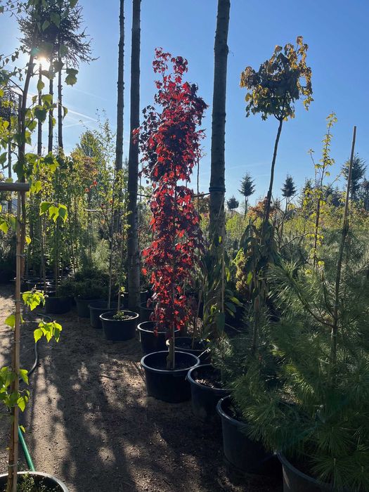 Klon Kolumnowy ' Crimson Sentry ' Wys. ok 300cm Pojemnik 65L