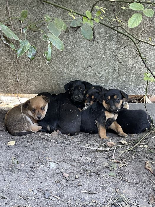 Oddam szczeniaki w dobre ręce