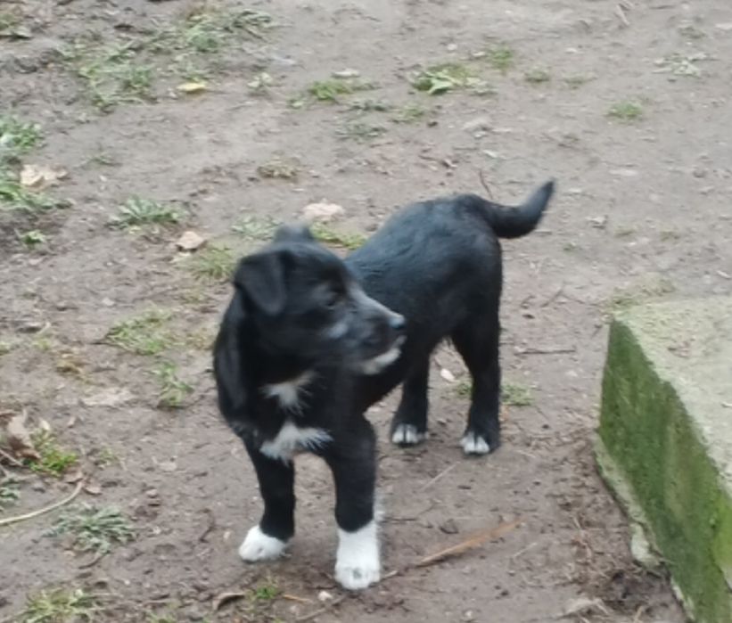 Віддам безкоштовно