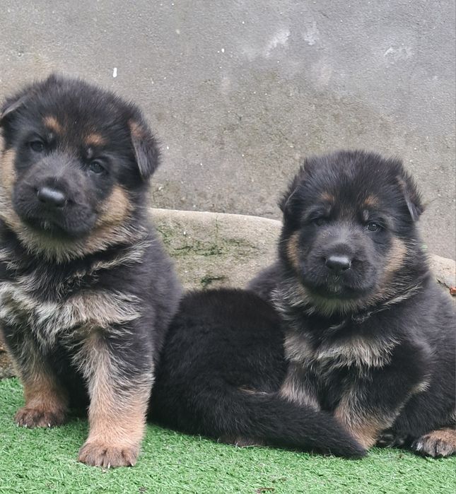 Caes pastores alemaes