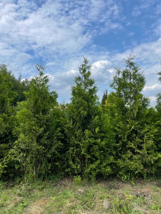 Tuja Szmaragd 220cm PRODUCENT!!! WYSOKIE tuje szmaragd i brabant