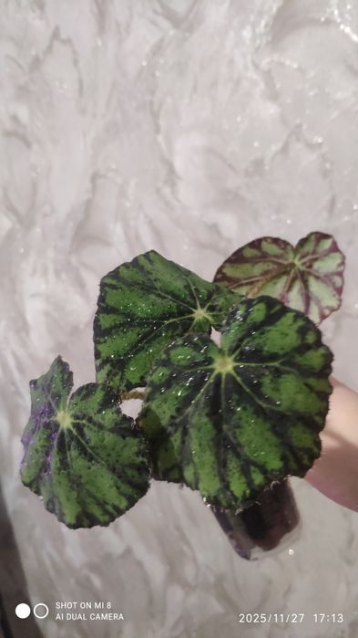 Бегония Тигровая, фикус Белиз и Абиджан