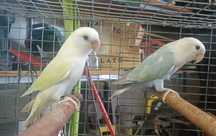 Casal de agapornis roseicollis sexado
