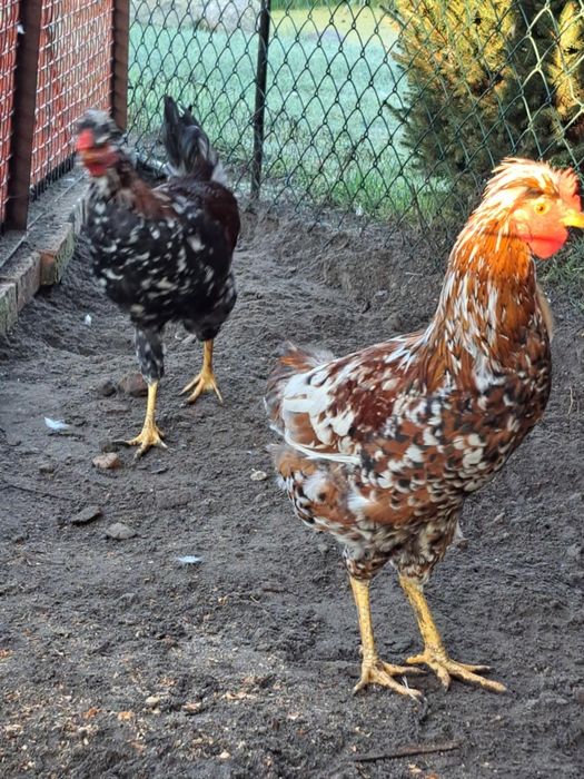 Kogut czubatek staropolski