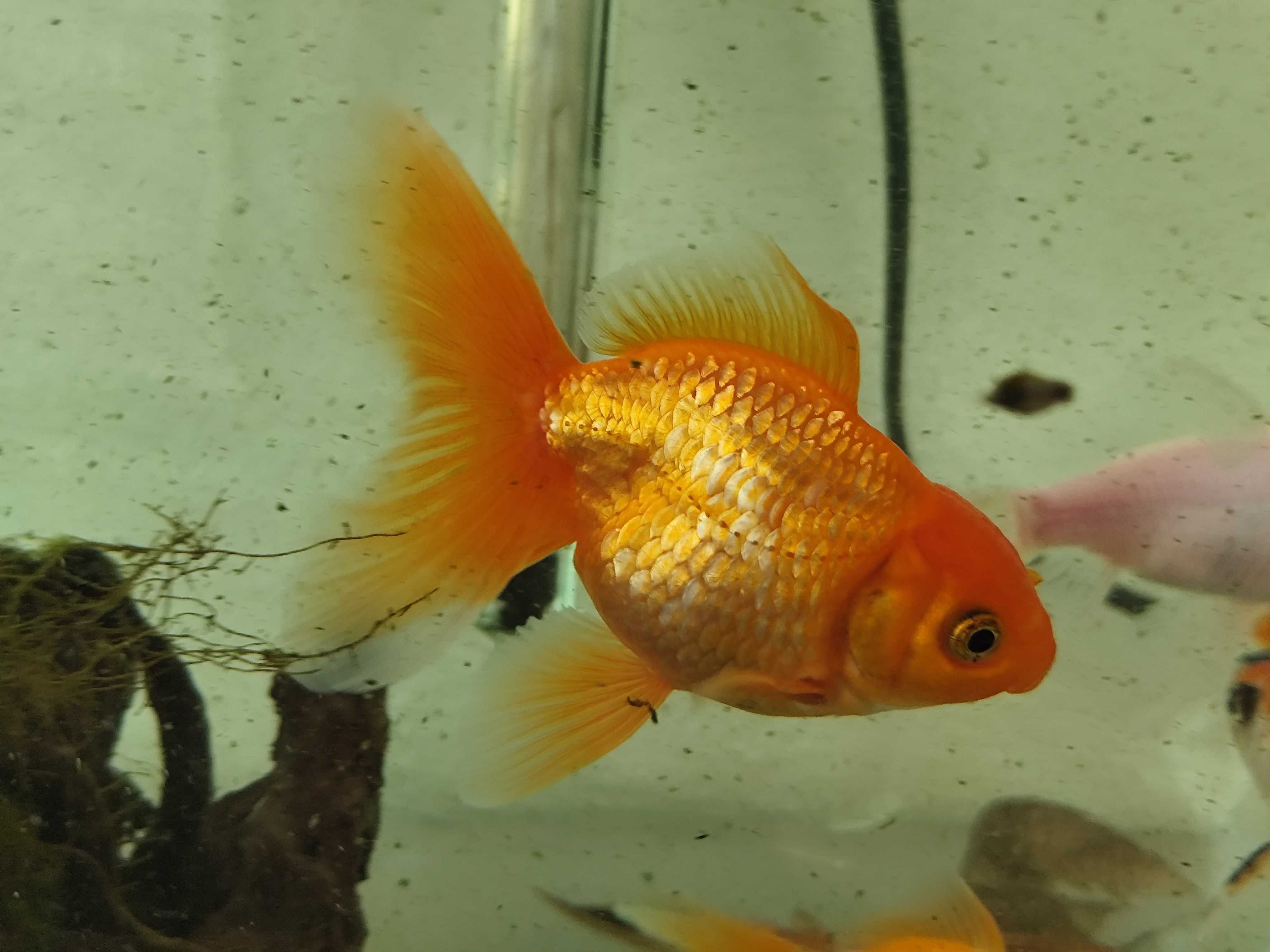 Urgente Aquariofilia, aquário, plantas e peixes