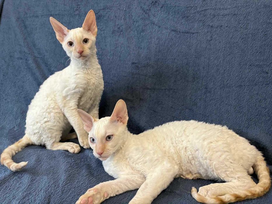 CORNISH REX Dostępny kocurek o imieniu YOSHI Hodowla: MatiMalwa*PL