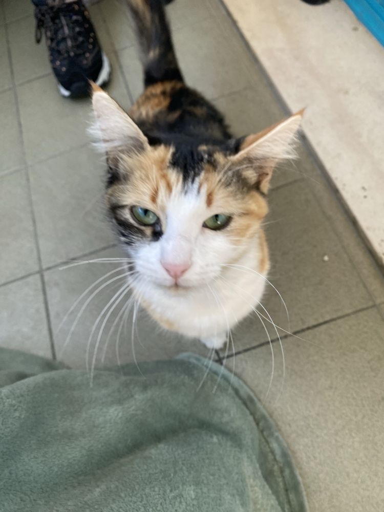 Gatinhas para adoção RESPONSAVEL!