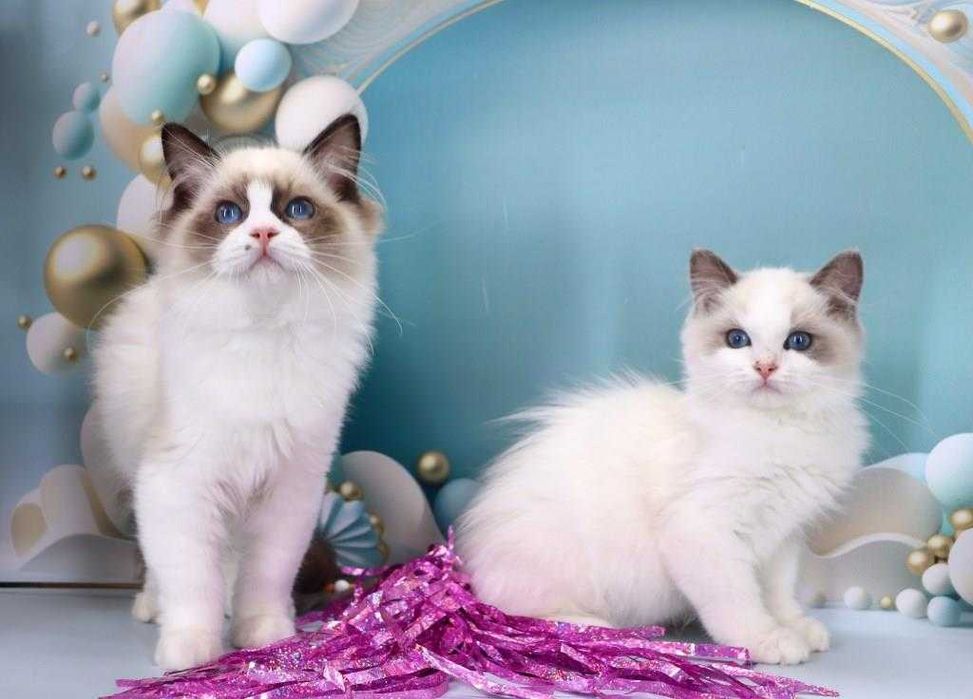 Продам кошенят регдолл від титулованих батьків