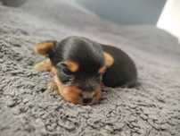 Szczeniak Yorkshire terrier