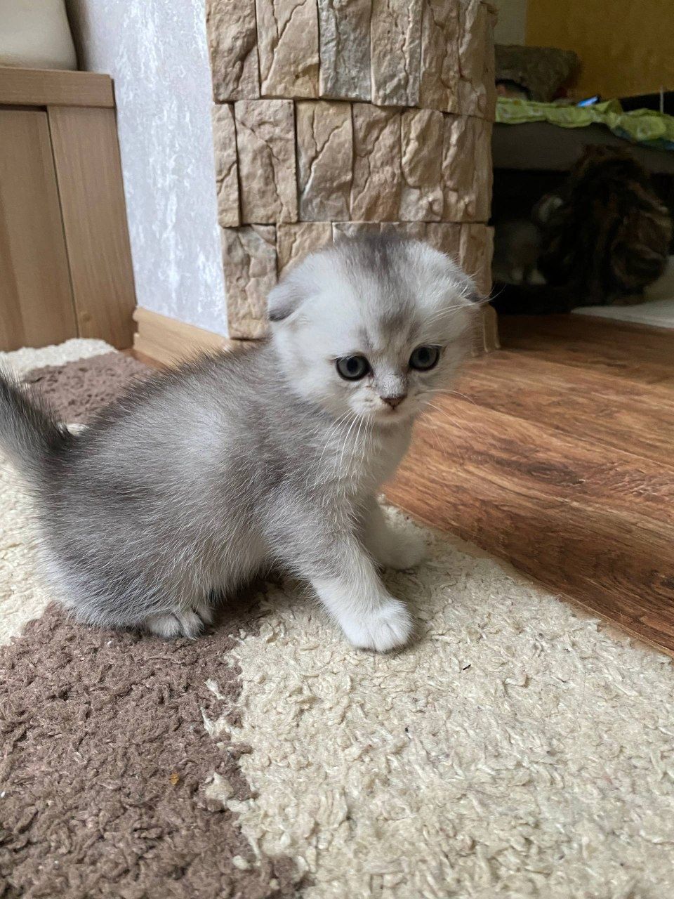 Срібна шиншилла, хлопчик