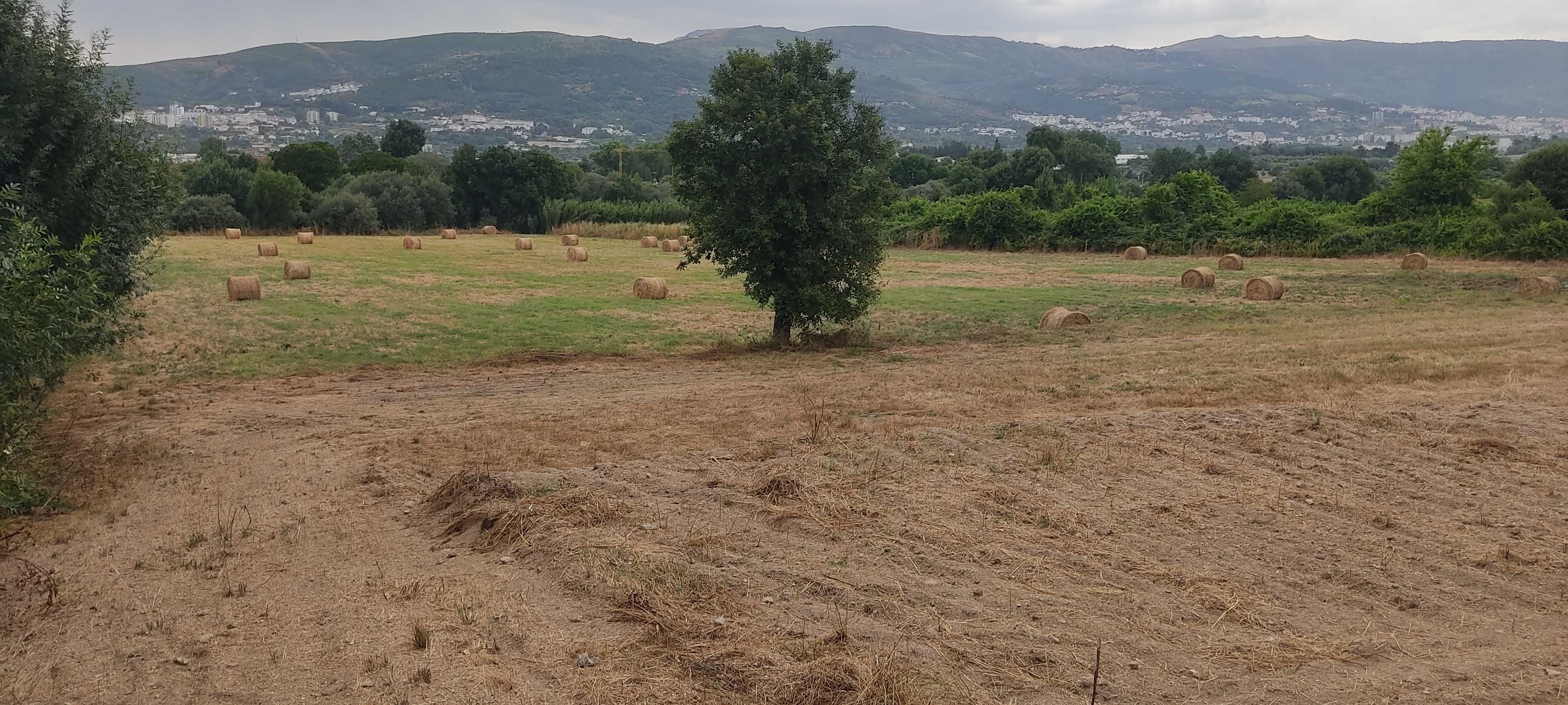 Arrenda-se terreno agrícola