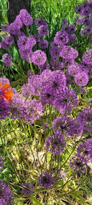 Лук афлатунский.Цветы фиолетовые.. Луковицы