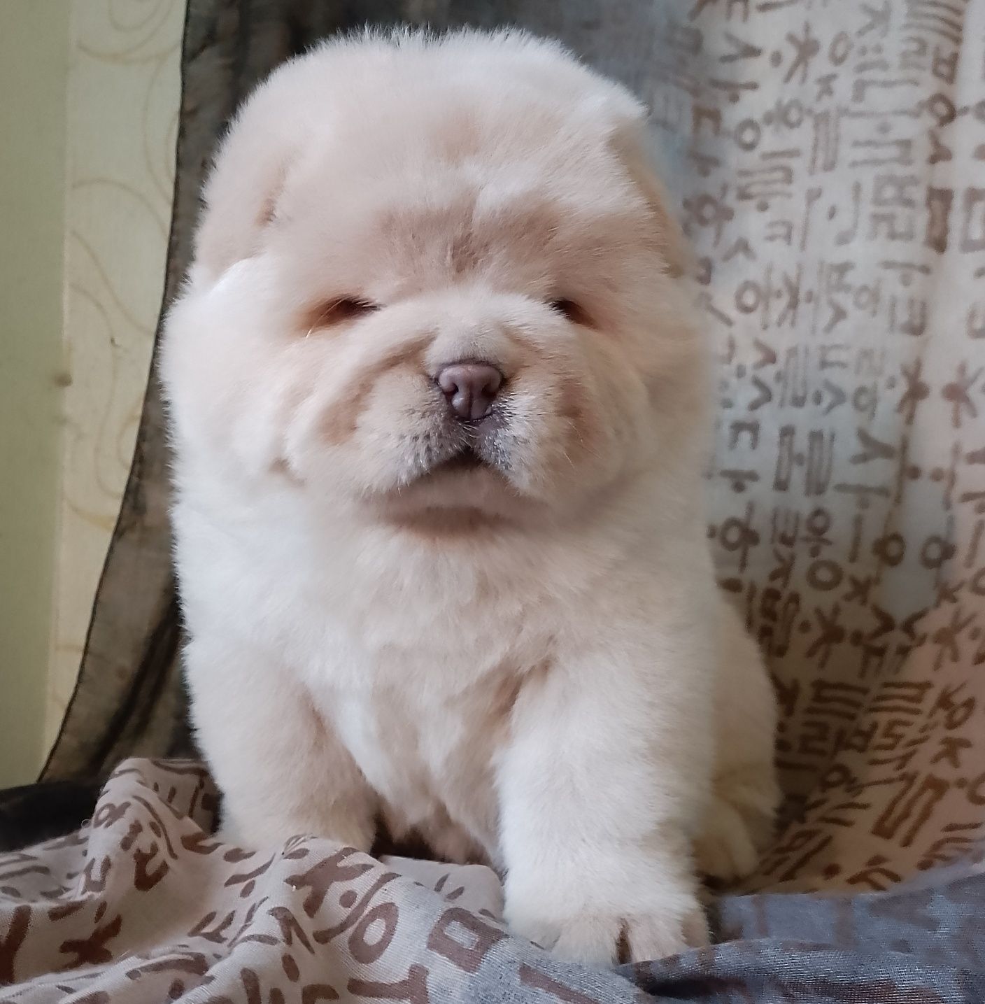 Чау -Чау хлопчик крем