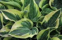 Hosta Wide Brim 2 -letnia roślina