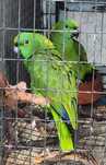 Amazona Auropalliata