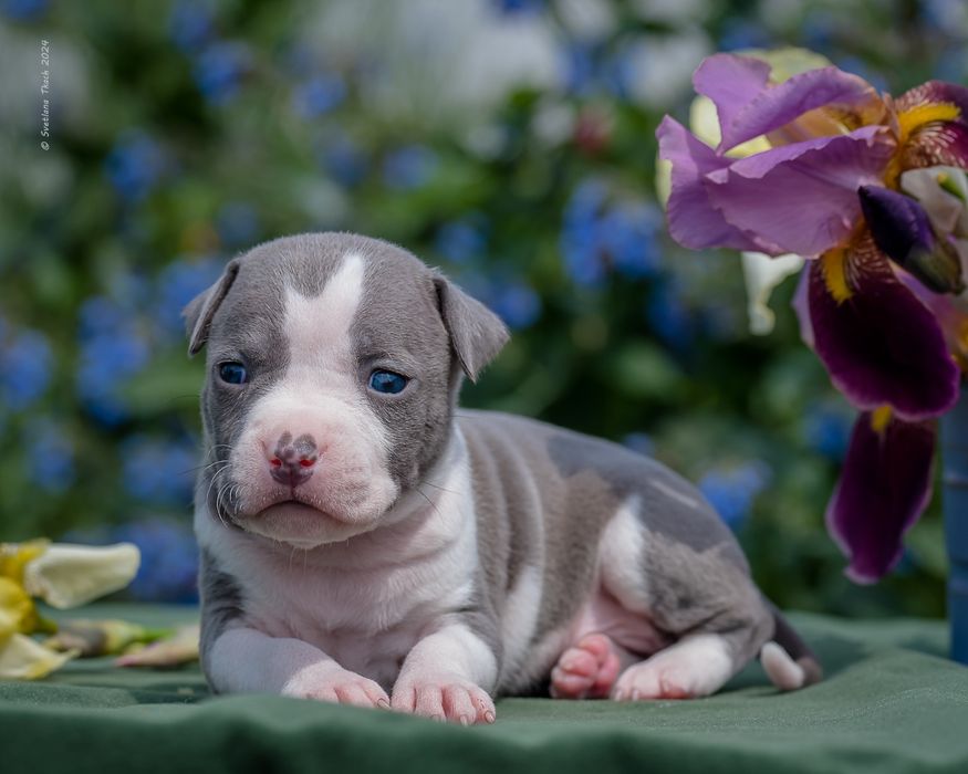 Малинка- стане вашим еліксиром щастя на все своє життя, розплідник КСУ