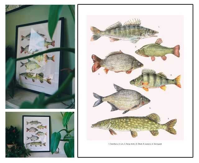 Plakat Ryby słodkowodne