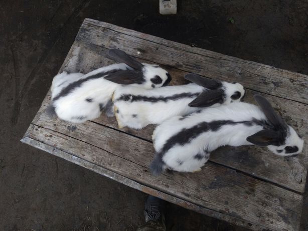 Кроликі строкачі