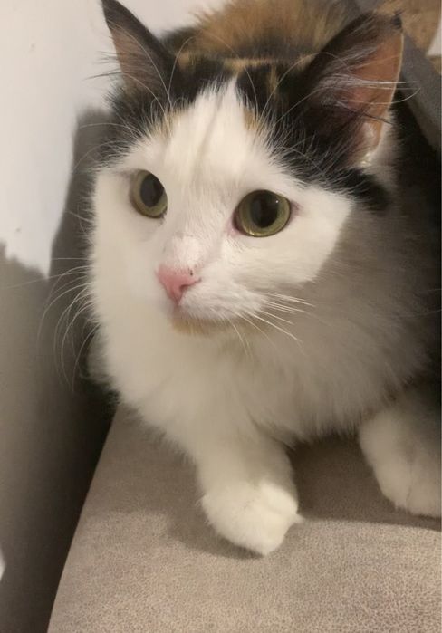 Кошка кошечка котенок