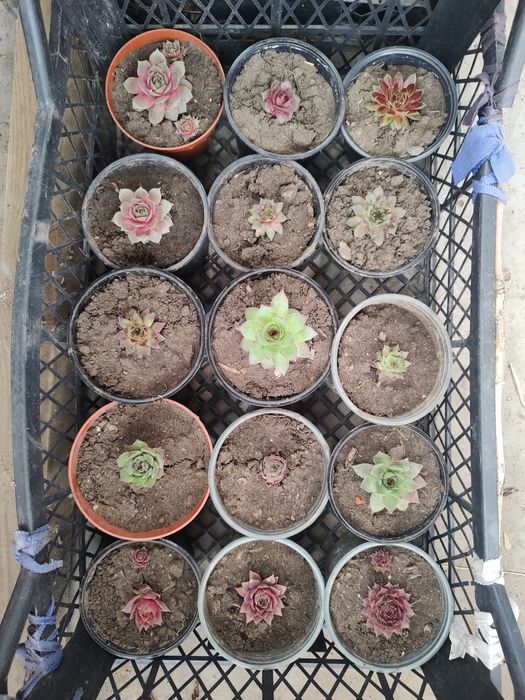 Молодила для альпійських гірок