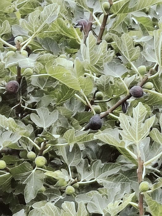 Mudas de figo lampo(preto)