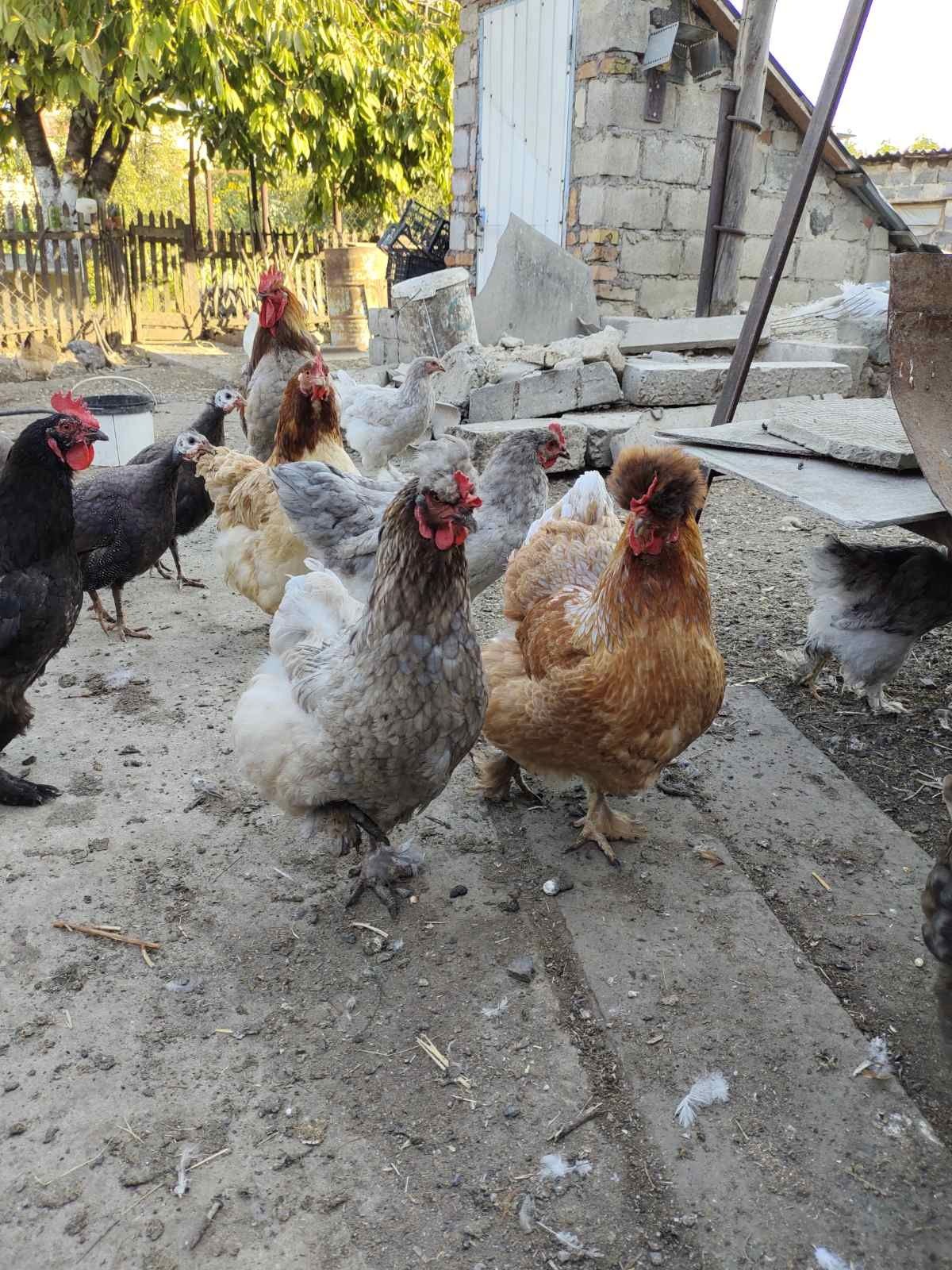 Продам суточных цыплят