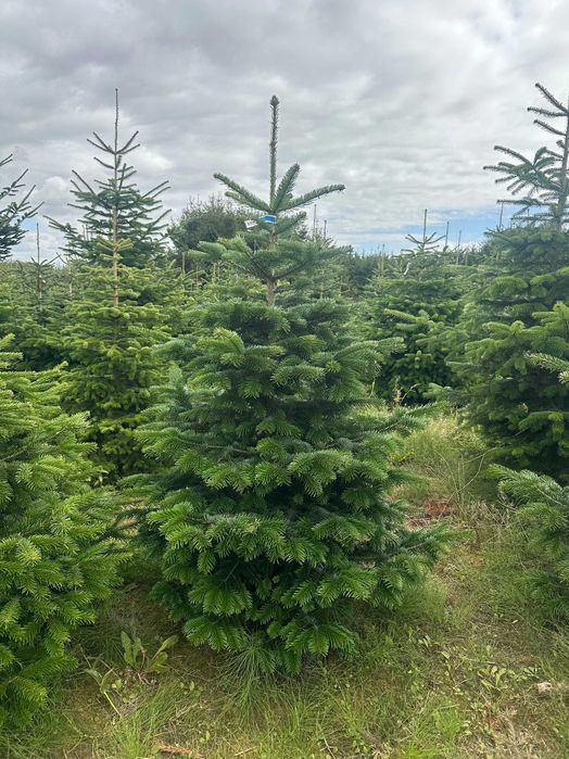 Jodła Kaukaska Cięta Choinki Bożonarodzeniowe
