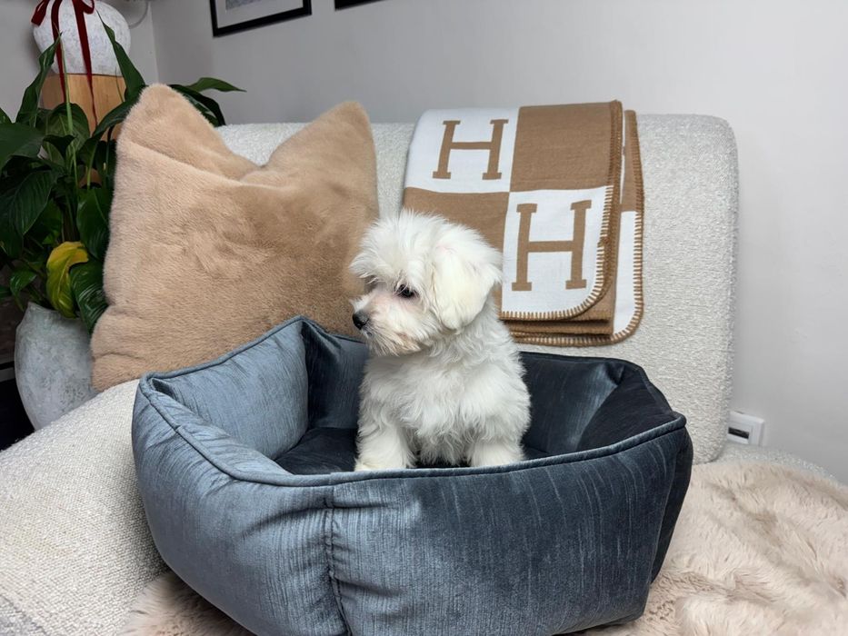 maltanczyk piesek gotowy do odbioru