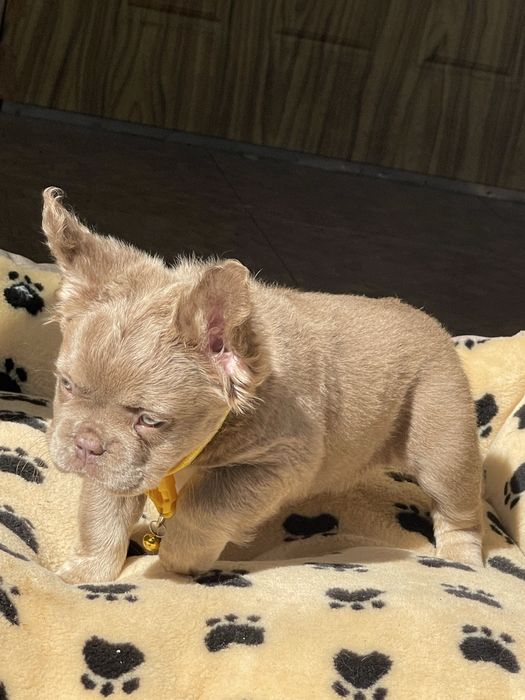 Флаффи Изабелла и нью шейд Изабелла французы шоу класс