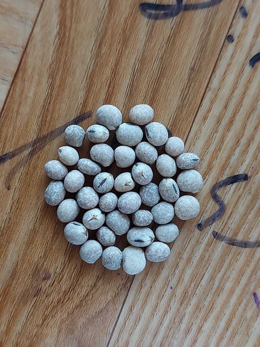 Koniczyna czerwona pakowana OCZYSZCZONE ZIARNO KONICZYNY Dowóz Faktura