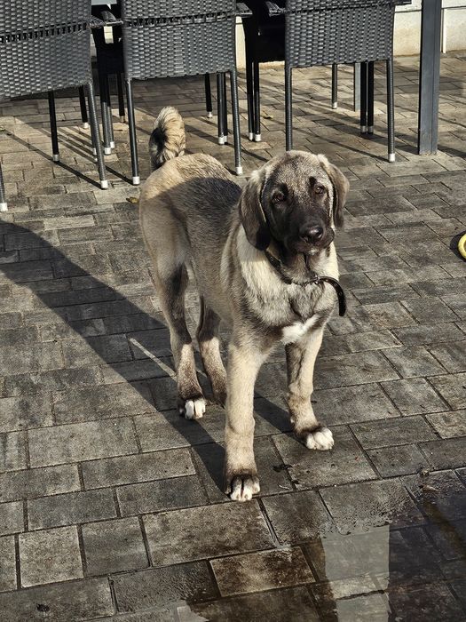 Kangal chlopiec FCI