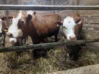 Jałowki hereford , bydło mięsne