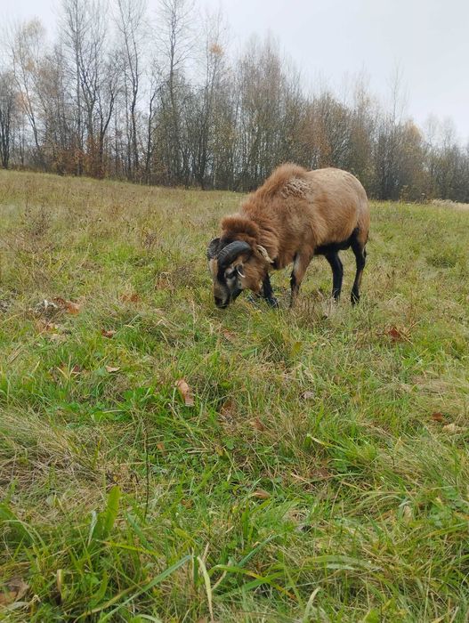Baran i owce kameruńskie