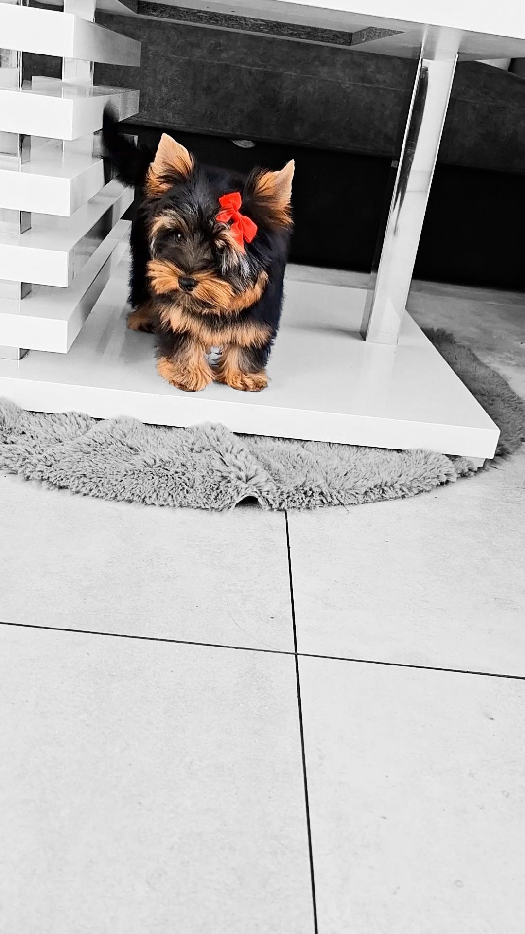 Doskonała laleczka Mia, sunia Yorkshire terrier