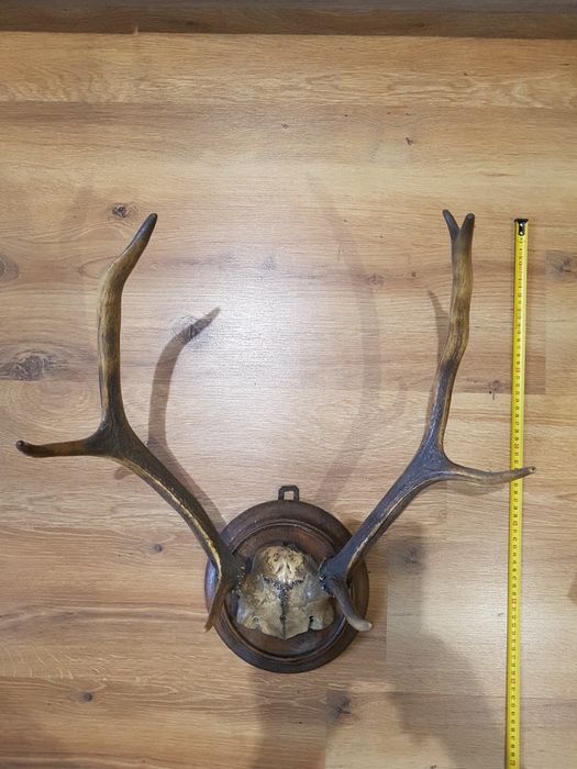Poroże jelenia z czaszką , na desce.