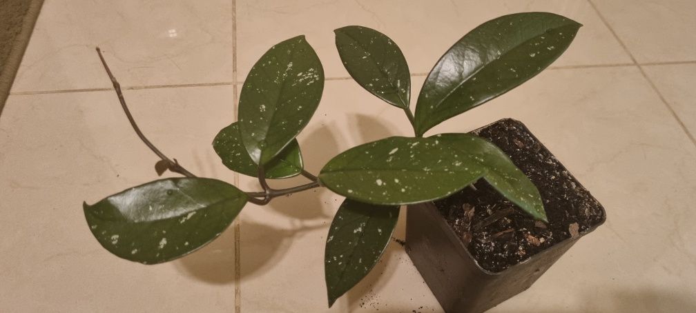Hoya carnosa -  Hoja Różowa roślina w doniczce P-9