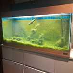 Akwarium czynne 200l
