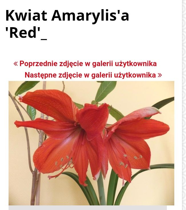 cebulka Amarylis a, pięknie rozkwita
Rozmnażam kolekcję
Kwitnący to kw