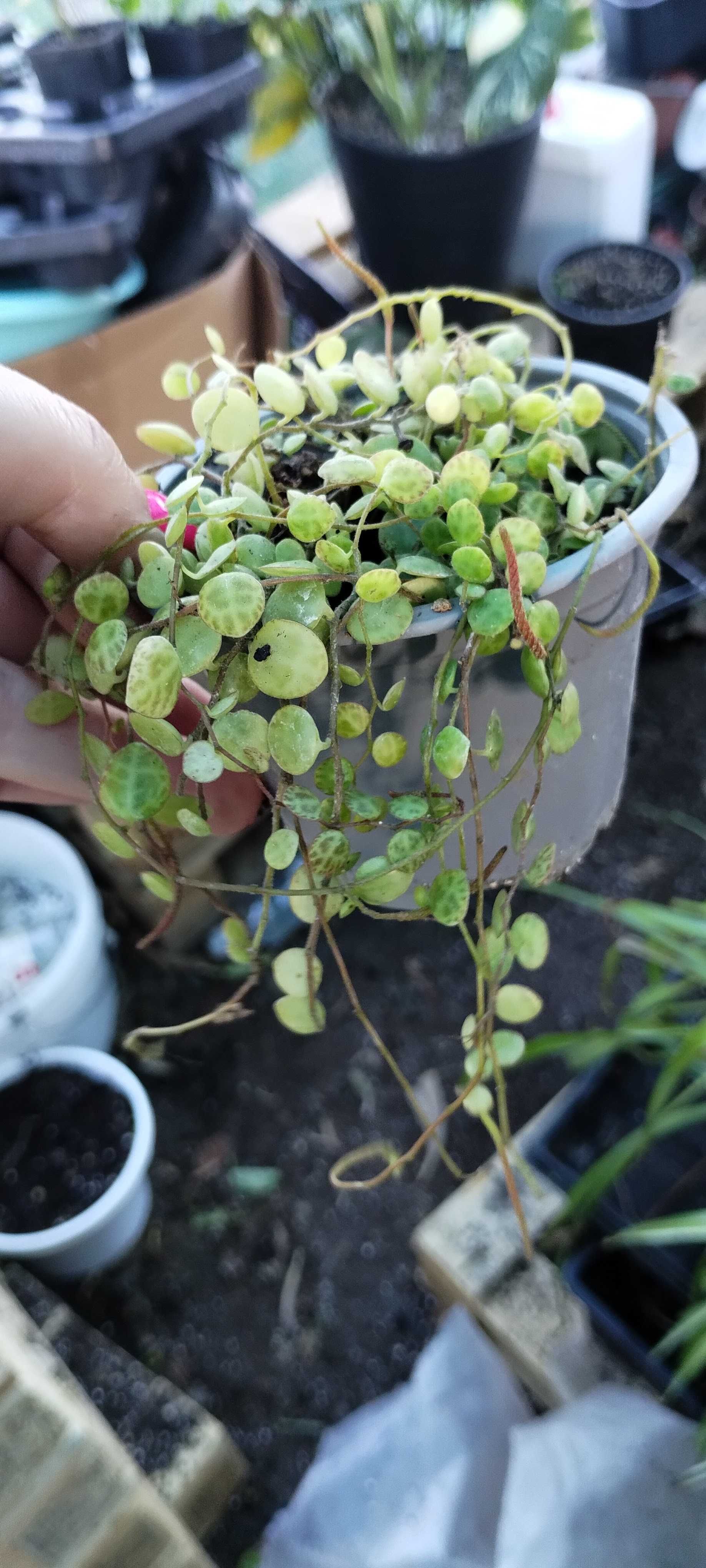 peperomia prostata string of turtles