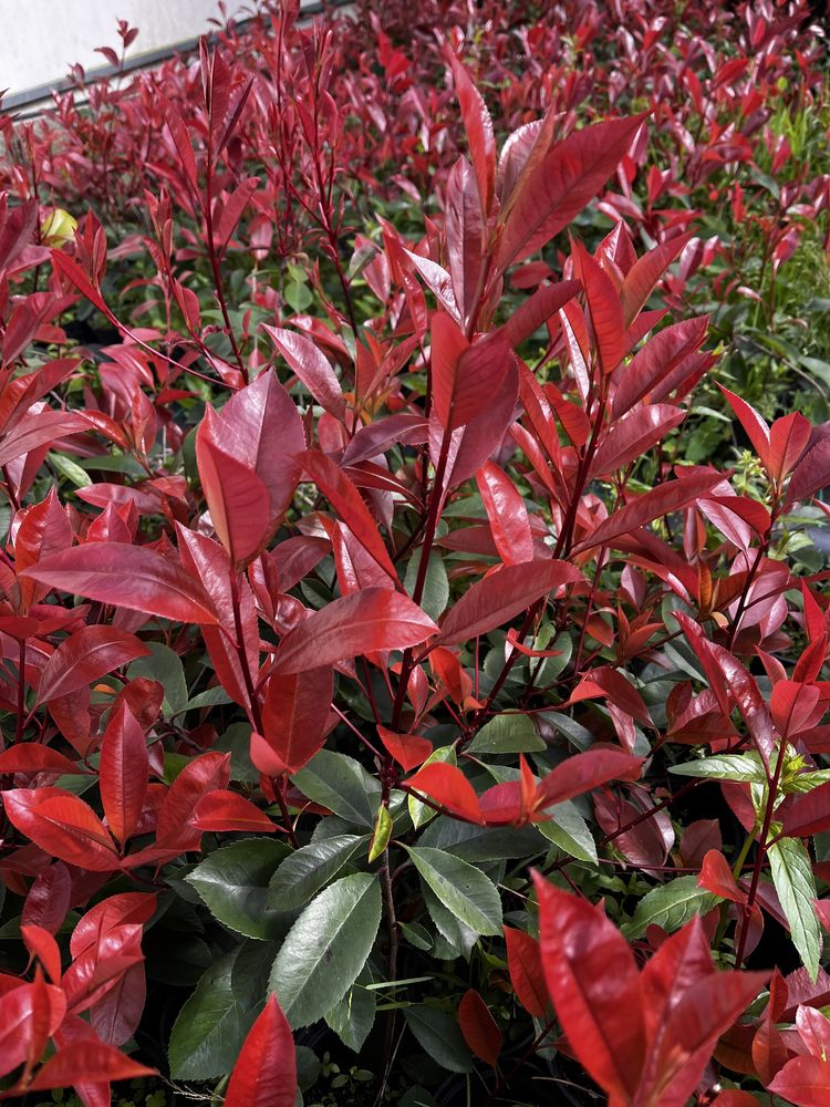 Photinia Red Robin