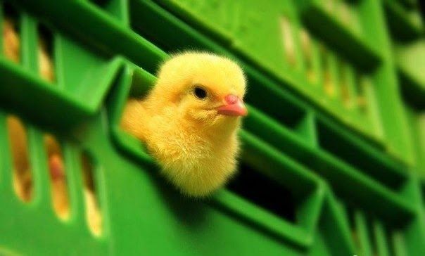 Курчата добові бройлер,м'ясояєчні, каченями, гусенята, індич