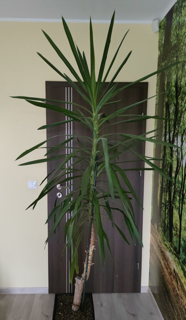 Roślina, drzewko Juka, (Yucca) 230 cm w grafitowej donicy