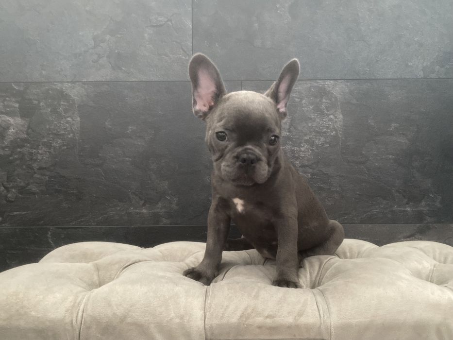 Раскошный французский бульдог, голубого окраса Киев,доставка по миру!